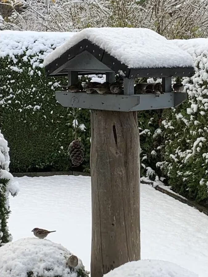 Verschneites Vogelhäuschen im Garten, Spatzen sitzen am Futter